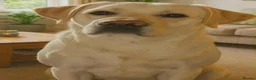Labrador Retriever dogs for sale: Stunning Yellow Labrador Dog Puppies - Advert 2