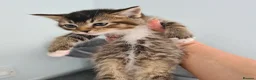 Scottish Fold cats for sale: 6 Scottish fold kittens - Advert 5