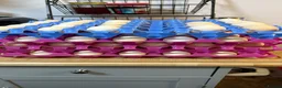 Chickens poultry for sale: Hatching Eggs: pure Serama, Bantam & LF Hybrids - Advert 4