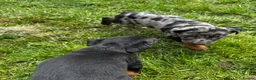 Beauceron dogs for sale: 🌟Merdelaine Beaucerons🌟extensively tested litter - Advert 14