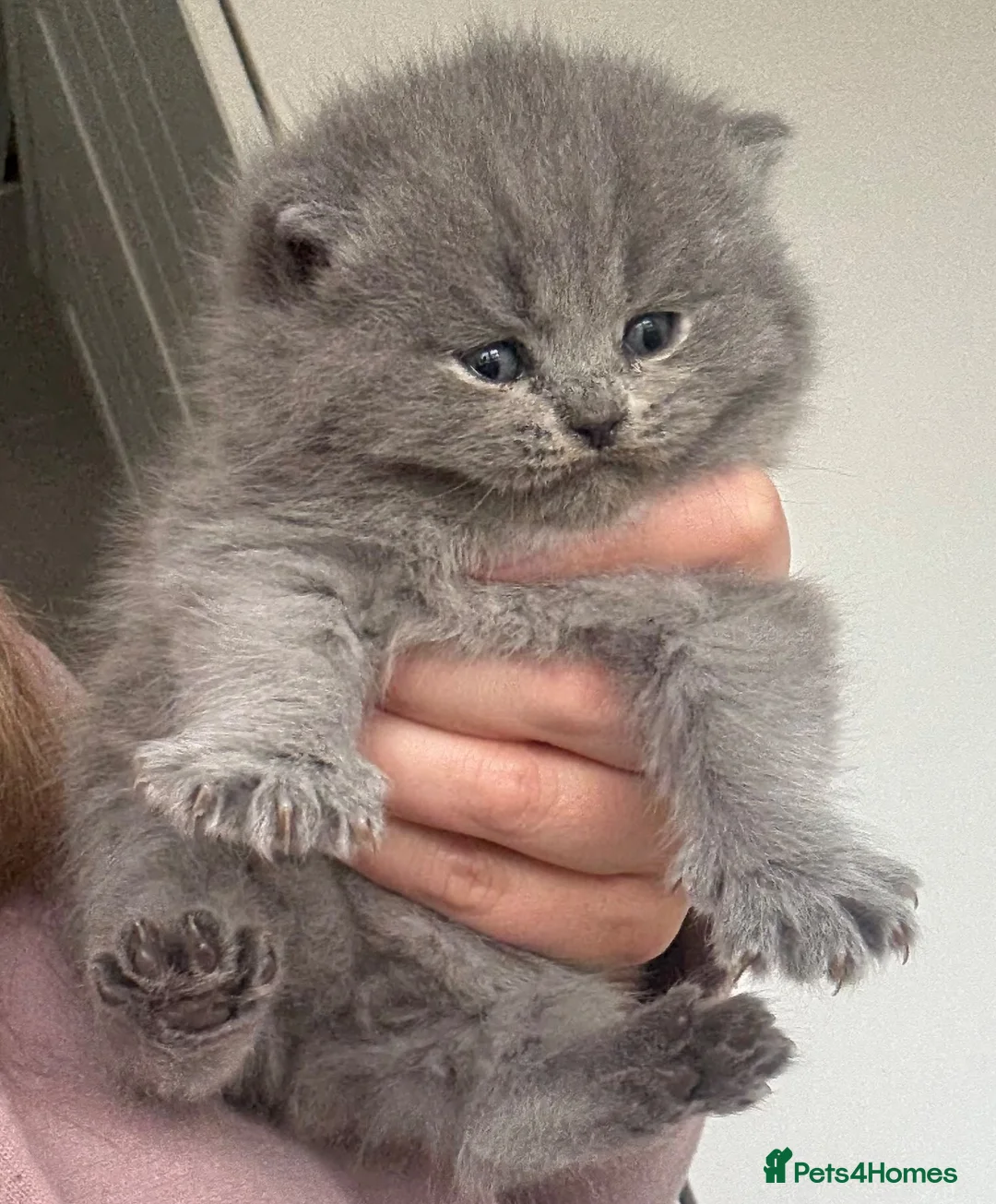 British Shorthair cats for sale: Beautiful British shorthairs   - Advert 9