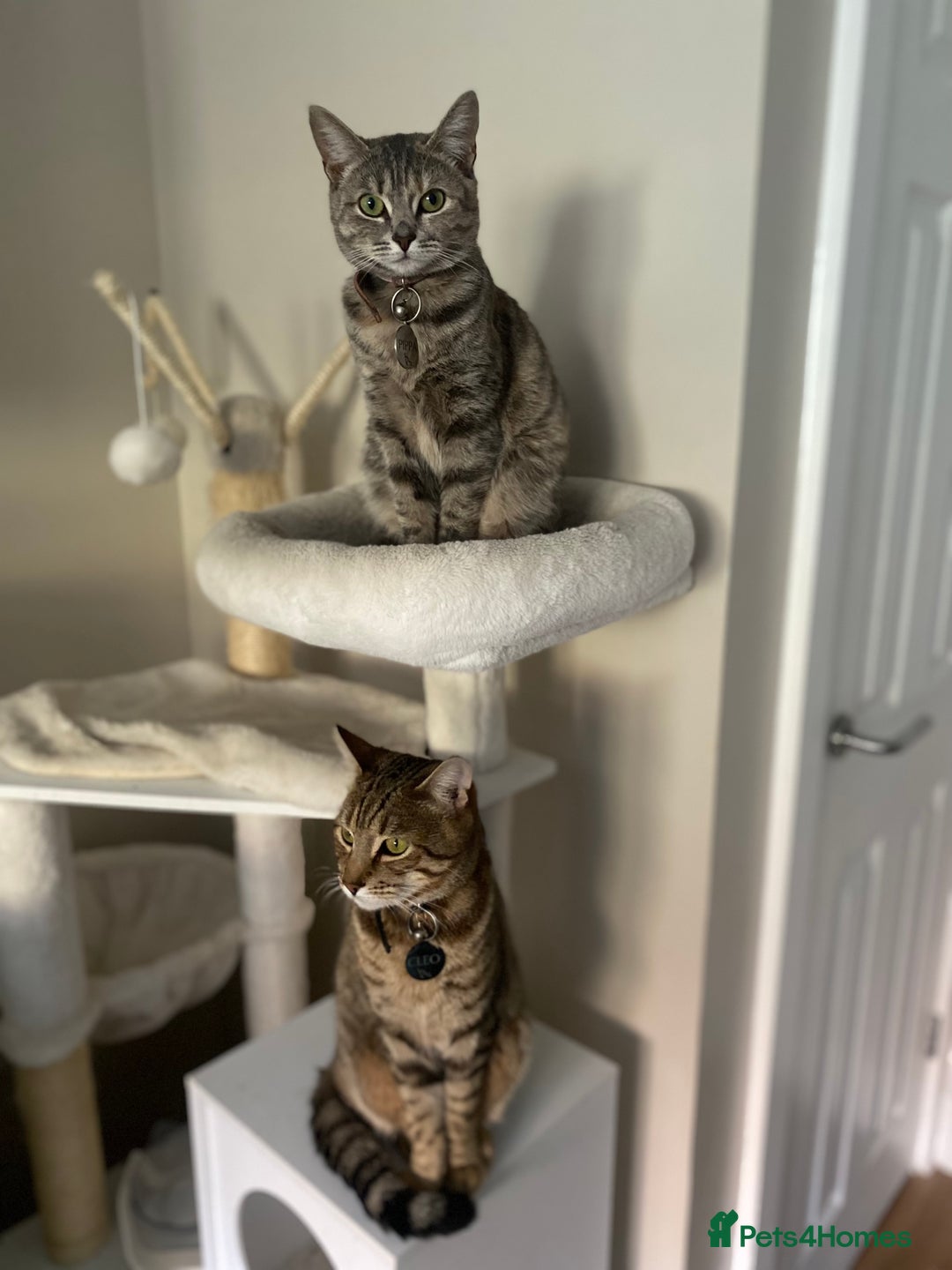 British Shorthair cats for sale: 3 gorgeous kittens left - Image 8
