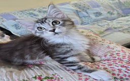 Maine Coon cats for sale: Beautiful playful Maine Coon kittens  - Image 27