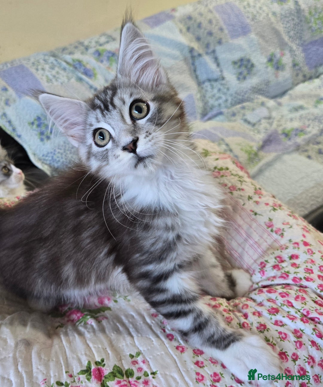 Maine Coon cats for sale: Beautiful playful Maine Coon kittens  - Image 27