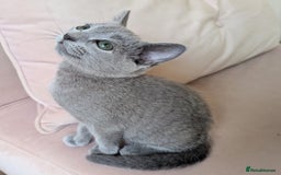 Russian Blue cats for sale: Pedigree TICA Registered kittens - Image 20