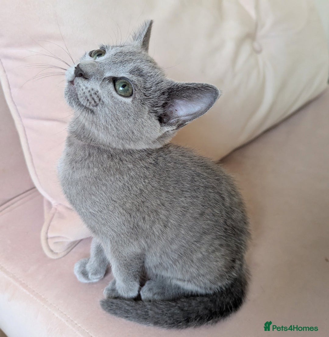 Russian Blue cats for sale: Pedigree TICA Registered kittens - Image 20