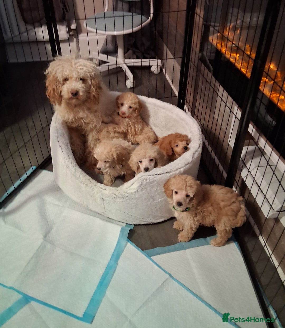 Miniature Poodle dogs for sale: Beautiful poodle pups - Advert 1