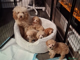 Miniature Poodle dogs Beautiful poodle pups - Advert 2