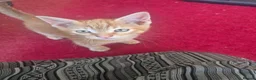 Mixed Breed cats for sale: Cute ginger kitten - Advert 2