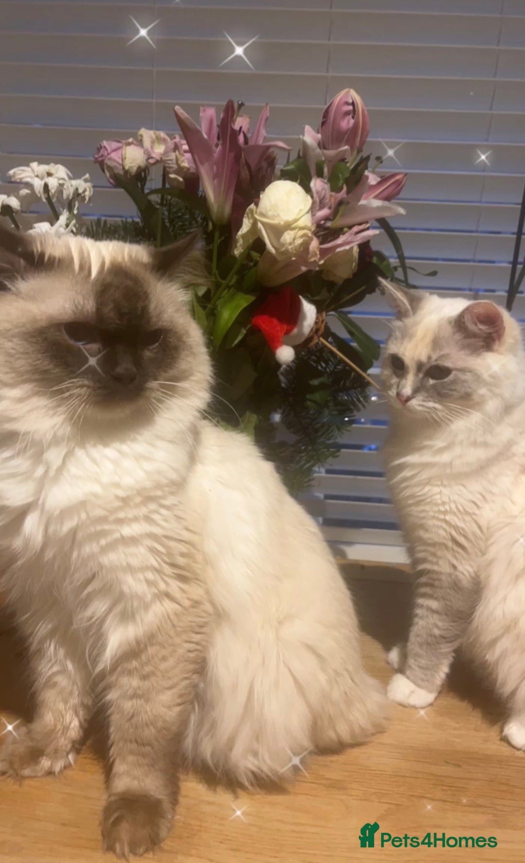 Ragdoll cats for sale: Champion GCCF kittens 🐱  - Advert 2