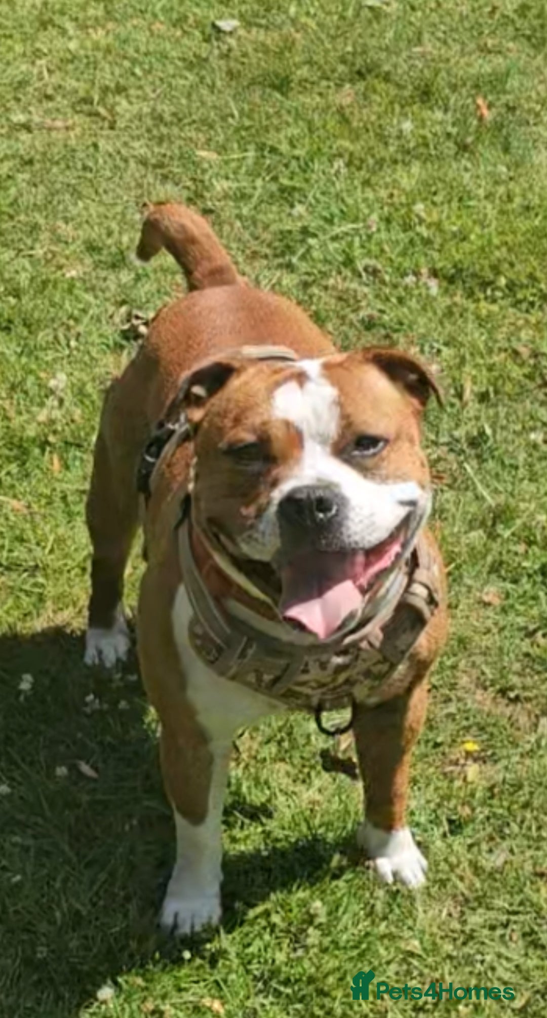 Staffordshire Bull Terrier dogs for sale: 🥨THE BEST OF BOTH WORLDS🥨 - Image 13