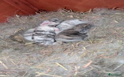 Mini Lop rabbits for sale: Mini lop bunnies  - Image 1