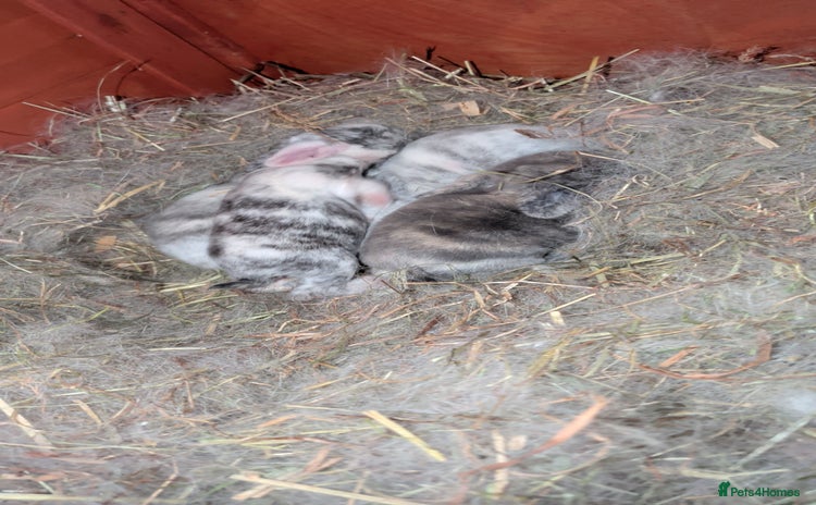 Mini Lop rabbits - Advert 1