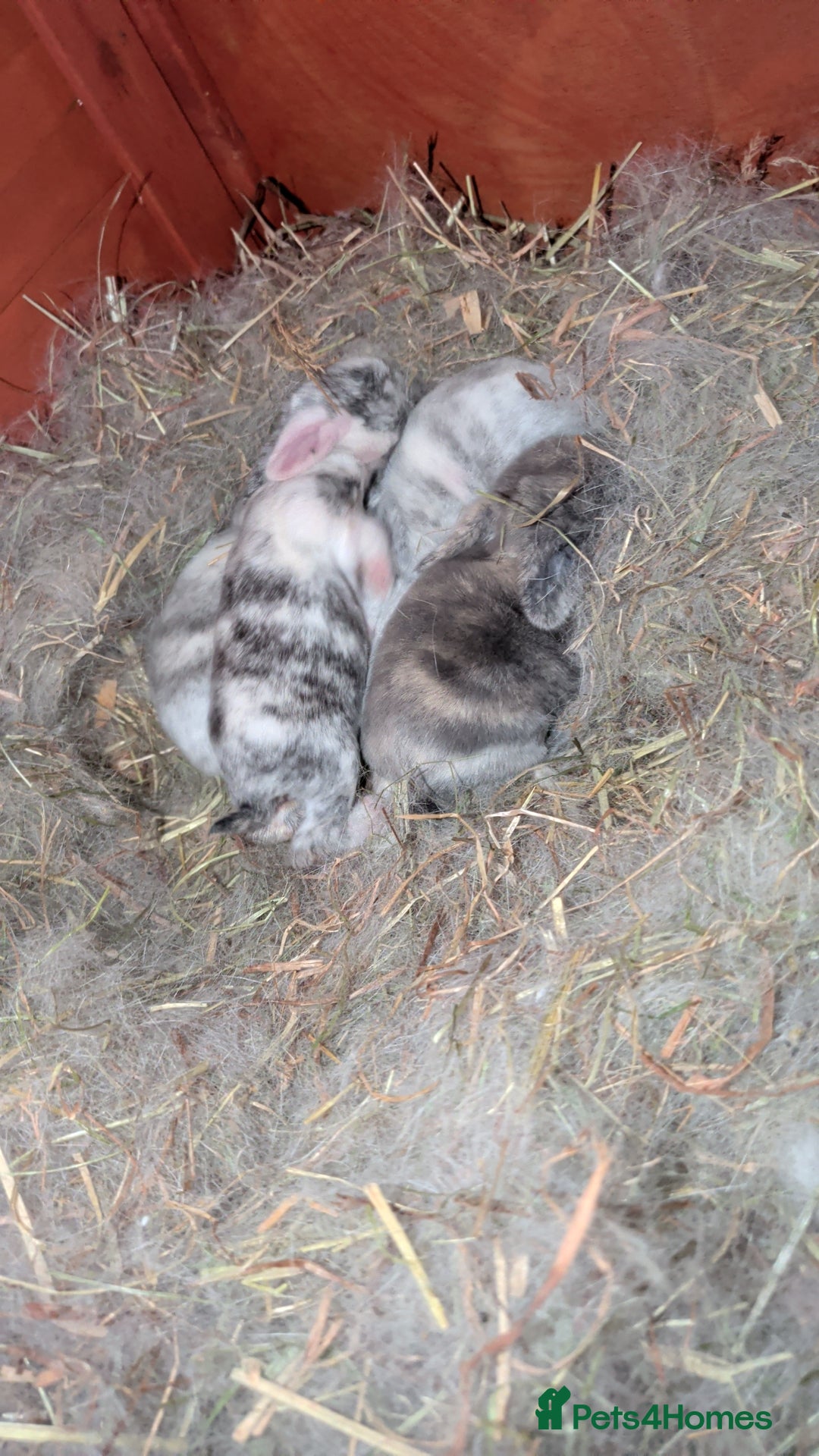 Mini Lop rabbits for sale: Mini lop bunnies  - Image 1