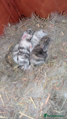 Mini Lop rabbits - Advert 3