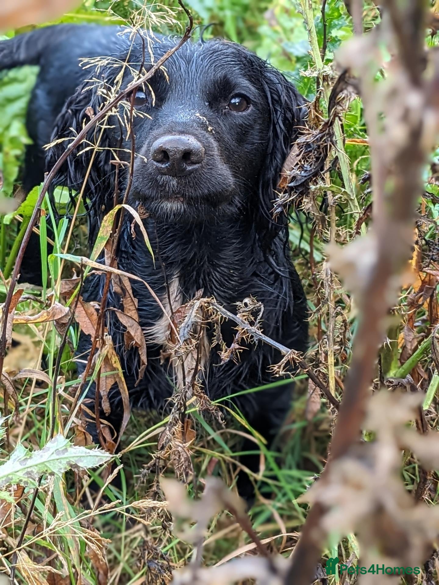Sprocker dogs Sprocker Spaniels  - Advert 8