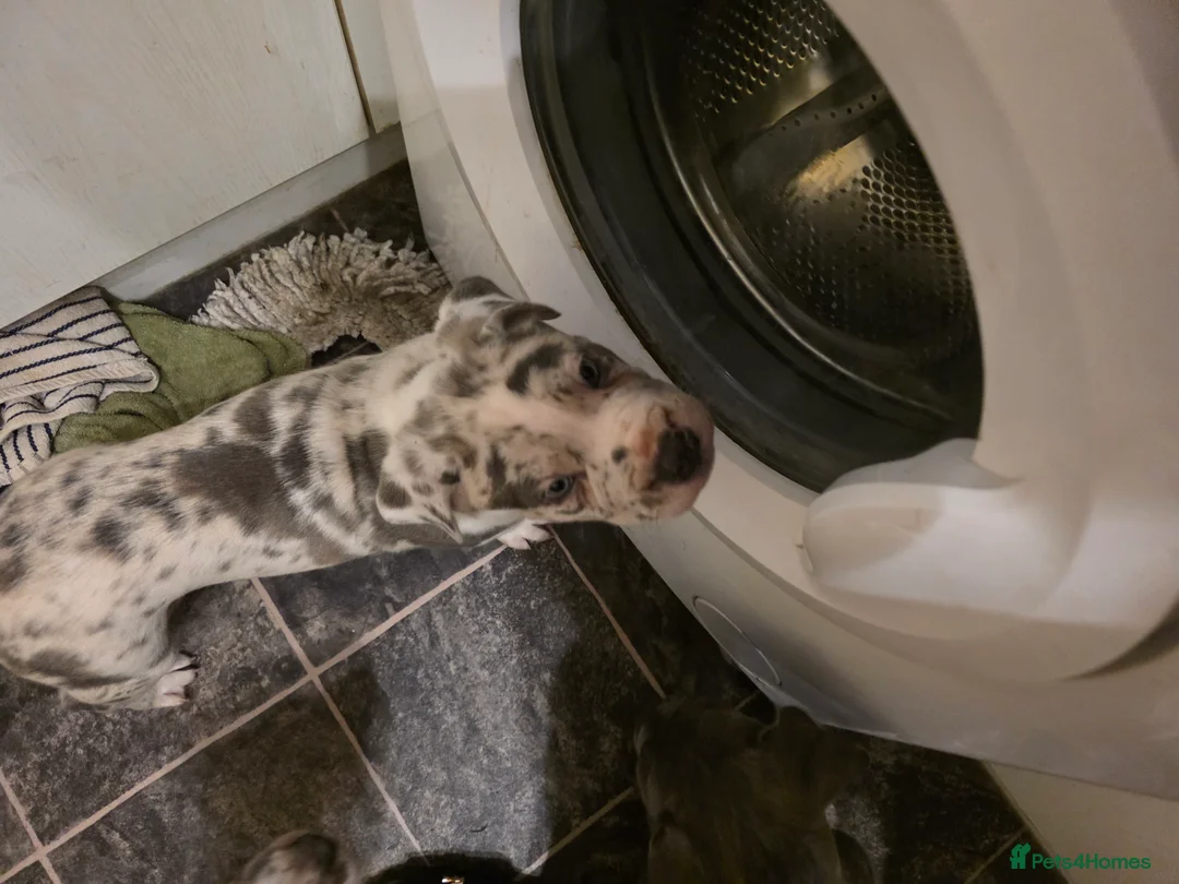 Cane Corso dogs for sale: Cane corso cross  - Advert 20