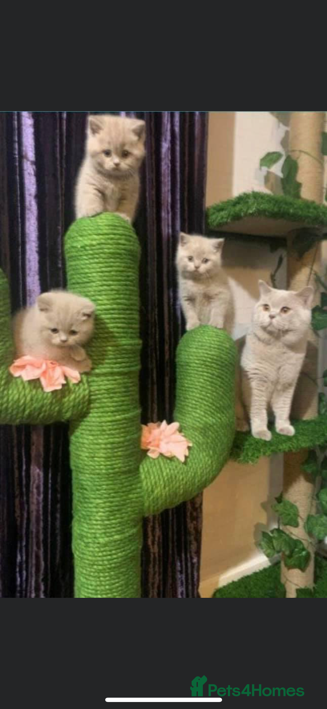 British Shorthair cats for stud: QUADRUPLE GRAND CHAMPION TICA in London - Advert 9