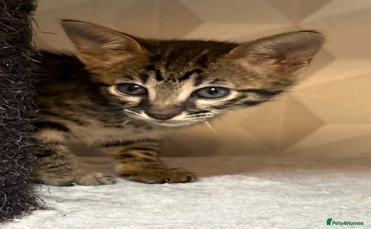 Savannah cats - Advert 4