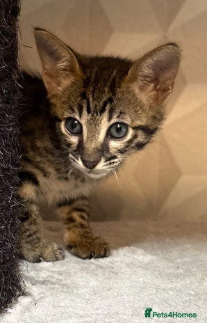 Savannah cats - Advert 4