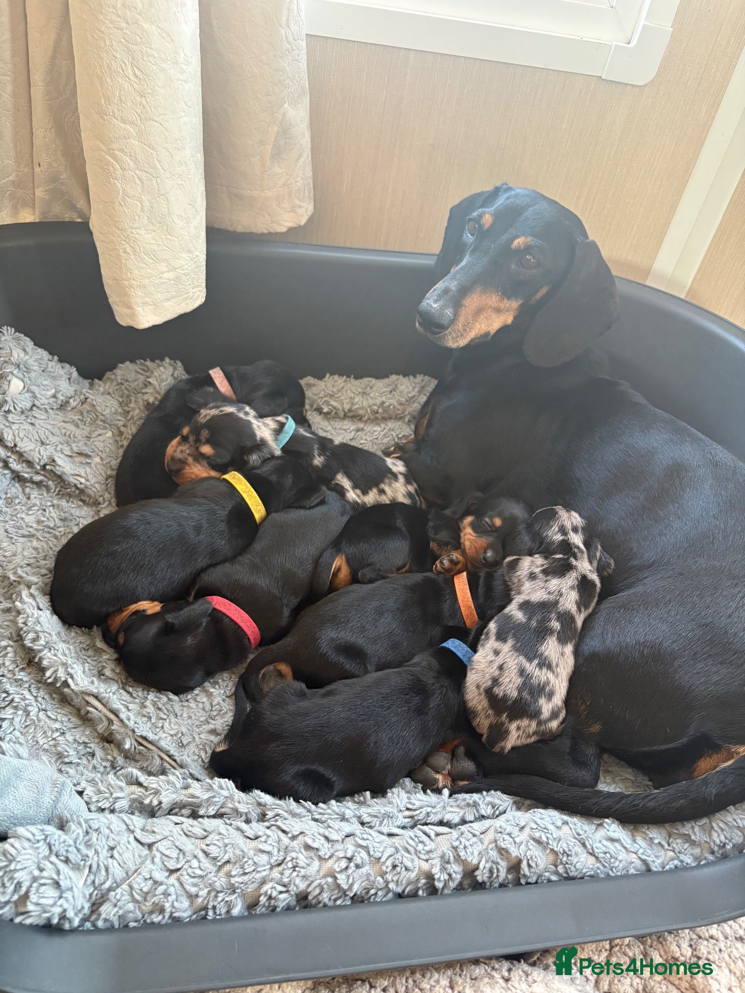 Dachshund dogs Traditional/dapple daschunds - Advert 1
