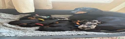 Dachshund dogs for sale: Traditional/dapple daschunds - Advert 1