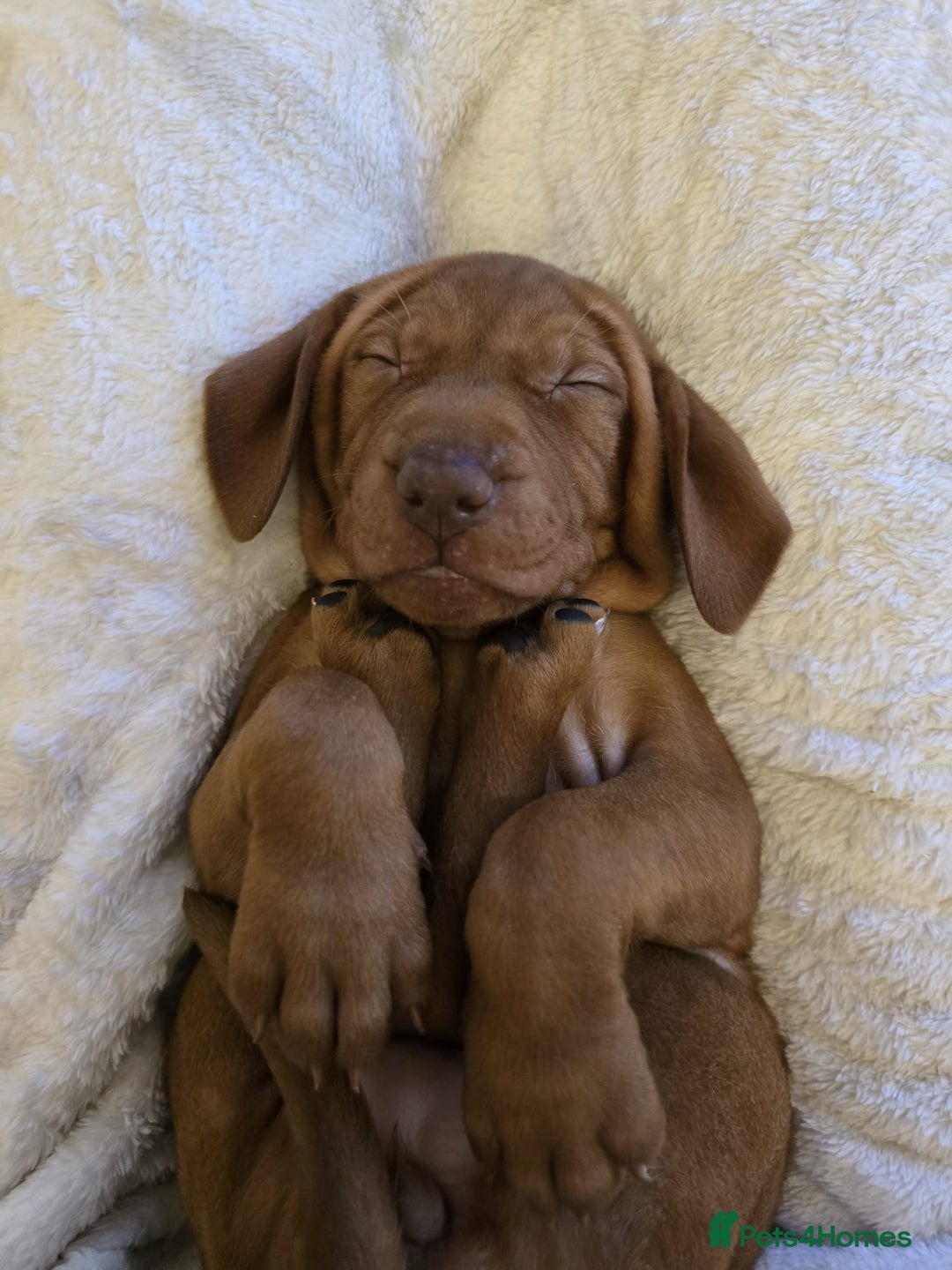 Hungarian Vizsla dogs for sale: Hungarian Vizsla Puppies – Ready Soon! - Advert 5