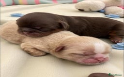 Shih Tzu dogs for sale: ✨️Exceptional Imperial Litter✨️ - Image 6