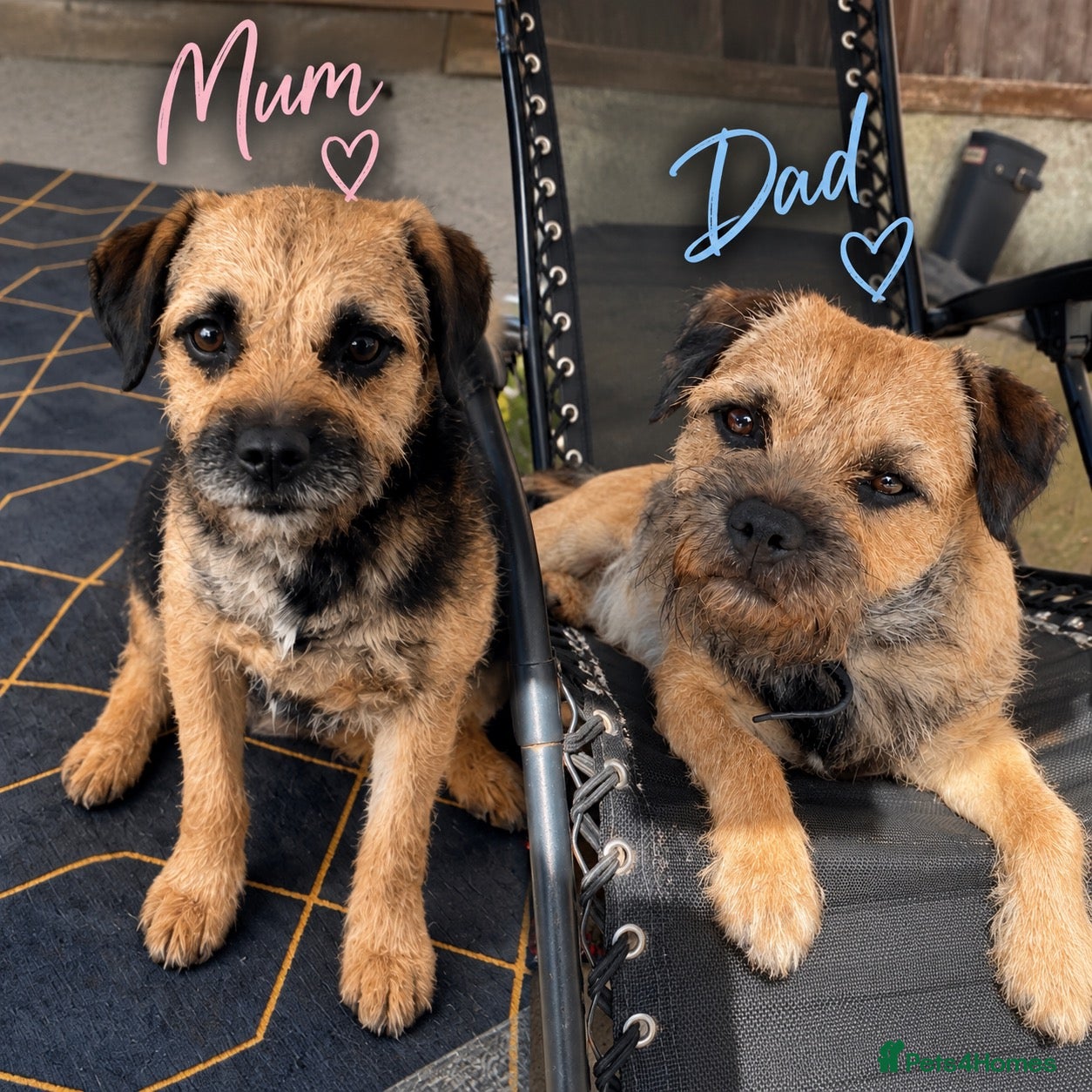 Border Terrier dogs Kc registered border terrier pups for sale  - Advert 3