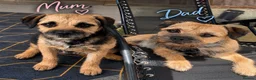 Border Terrier dogs for sale: Kc registered border terrier pups for sale  - Advert 1