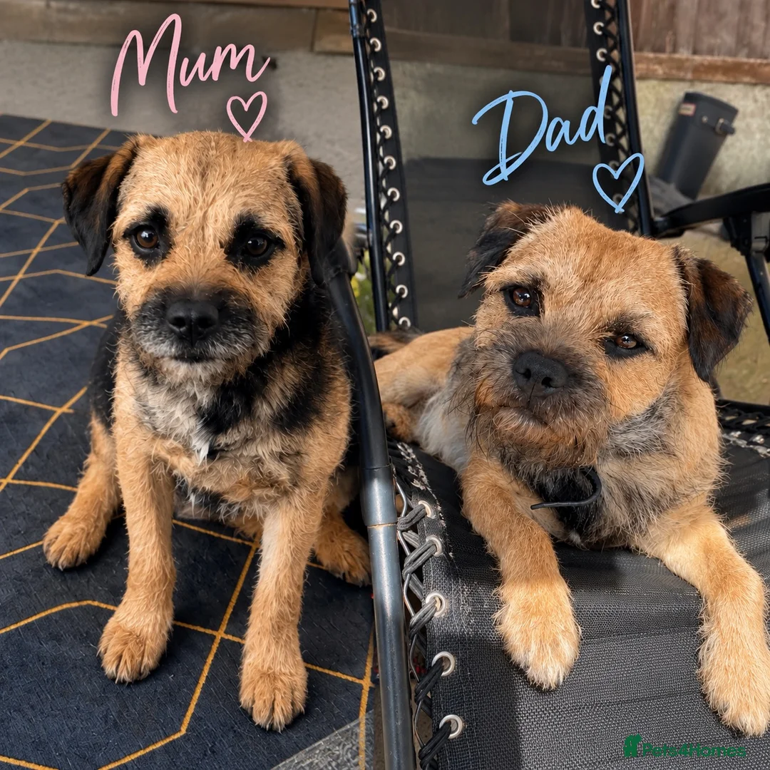 Border Terrier dogs for sale: Kc registered border terrier pups for sale  - Advert 1