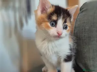 Mixed Breed cats Rogdoll cross kittens - Advert 2