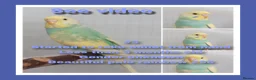 Budgerigars birds for sale: Pet baby budgies priced from £50 - Advert 6