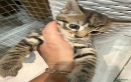 Bengal cats for sale: Tabby kittens  - Image 3