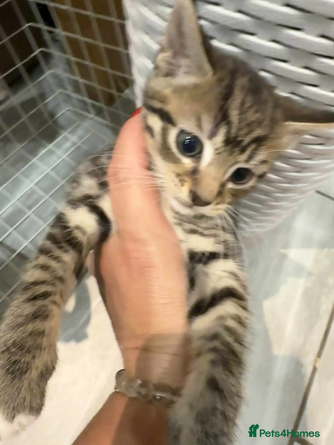 Bengal cats for sale: Tabby kittens  - Image 3