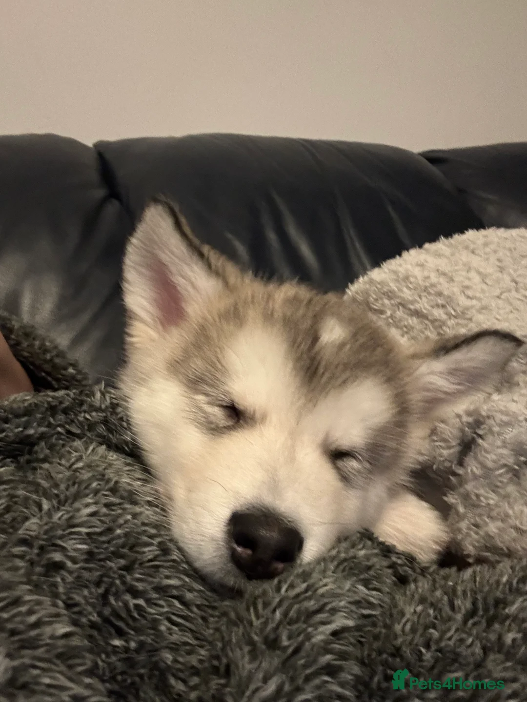 Alaskan Malamute dogs for sale: Alaskan malamute boy - Advert 5