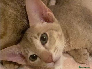 Oriental cats Oriental kittens - Advert 3