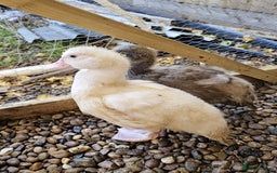 Ducks poultry for sale: 2 Muscovy ducks and 1 Indian runner duck - Advert 8