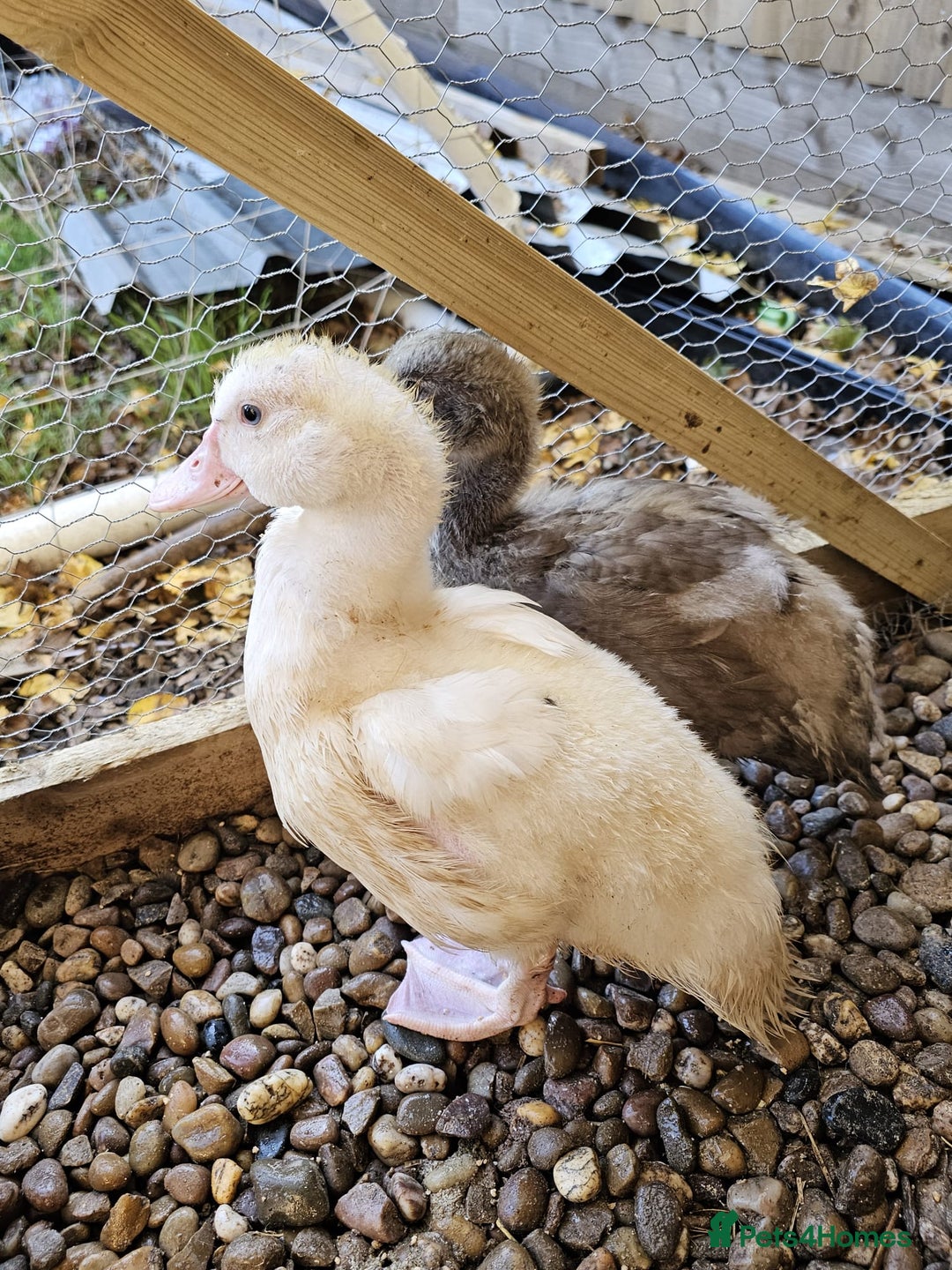 Ducks poultry for sale: 2 Muscovy ducks and 1 Indian runner duck - Advert 8
