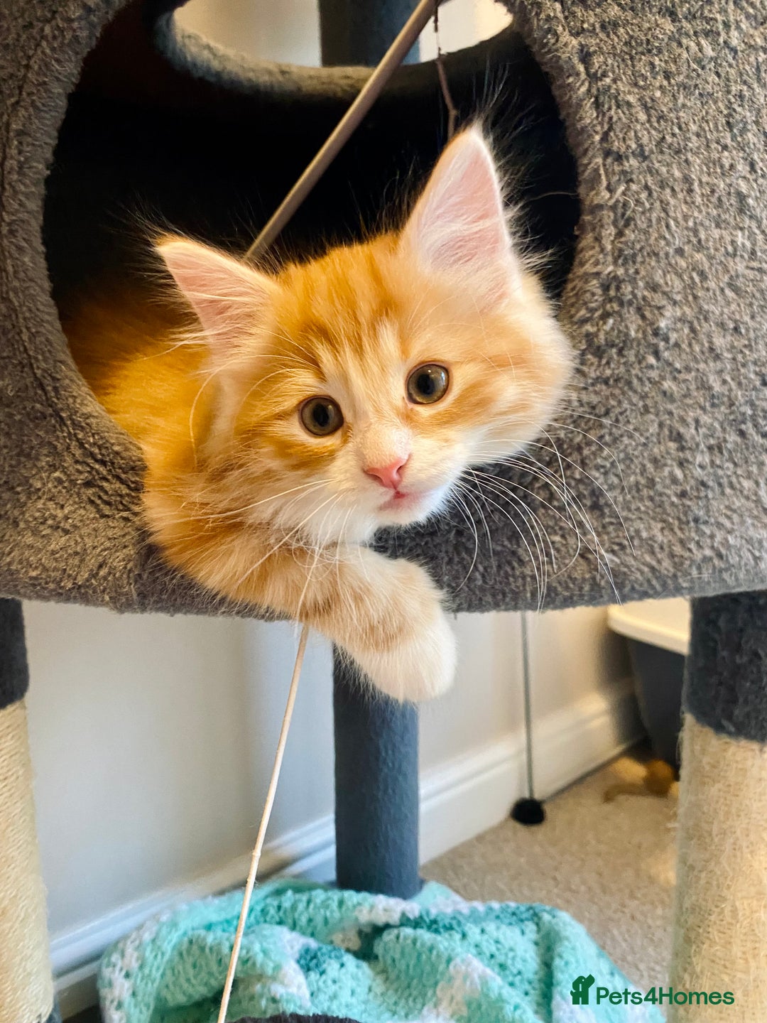 Domestic Shorthair cats for sale: Domestic Shorthair X Ragdoll Cross - Advert 3