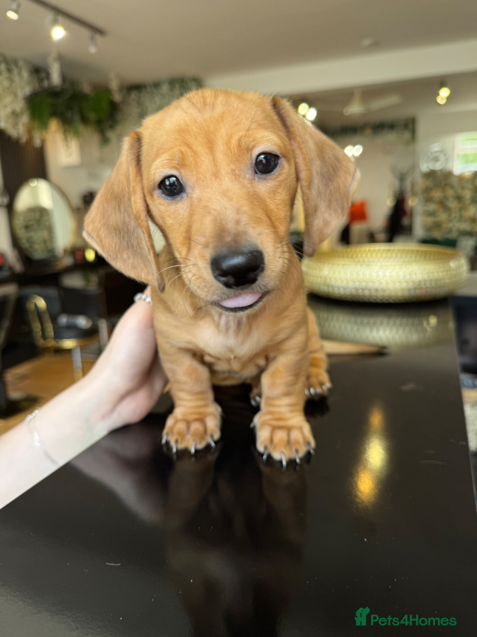 Miniature Dachshund dogs Last one available! Smooth haired red boy £1300 - Advert 1