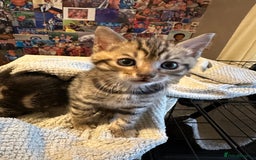 Bengal cats for sale: Snow Lynx, Marble & Brown Rosette Bengals - Image 20
