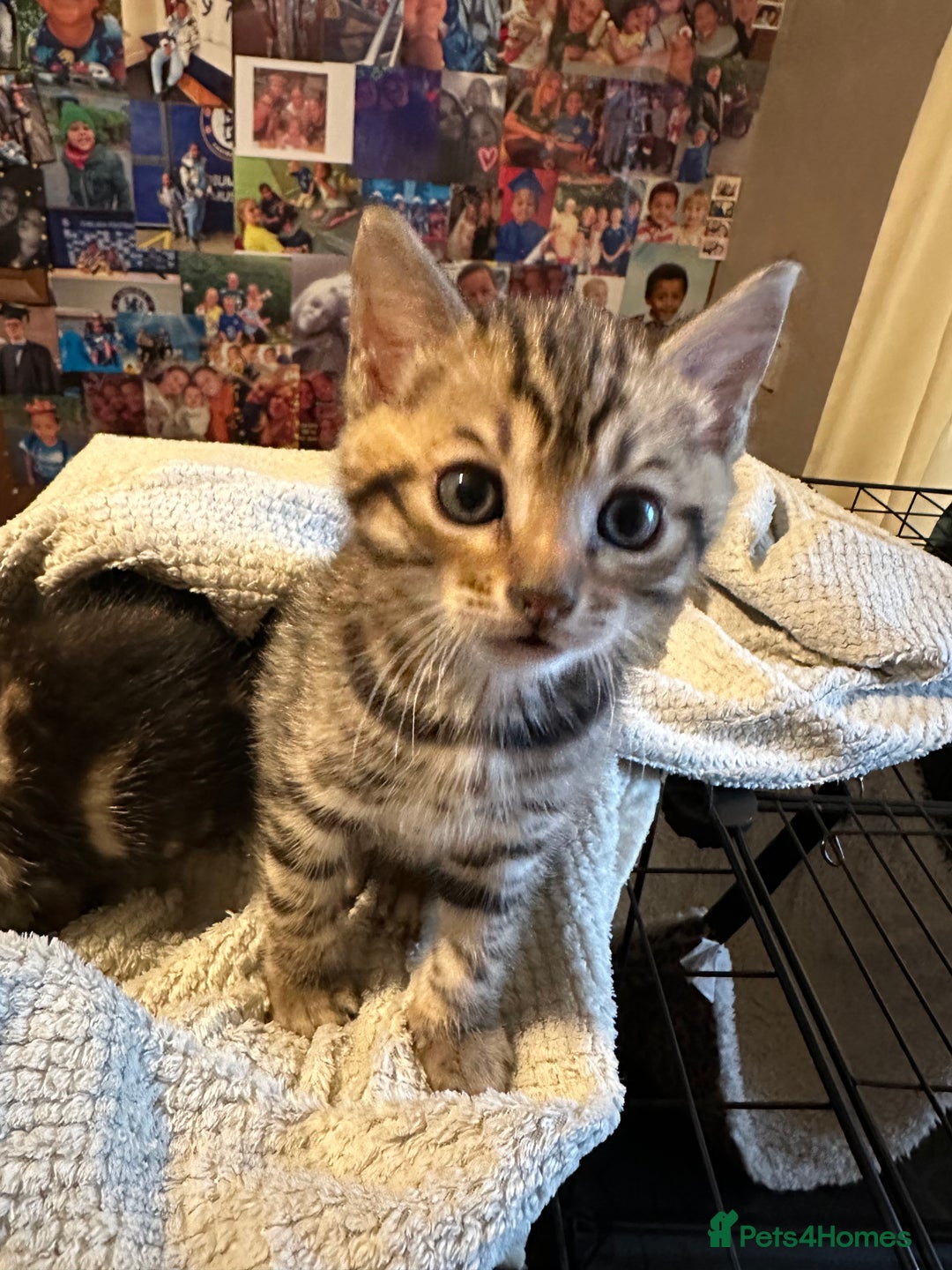 Bengal cats for sale: Snow Lynx, Marble & Brown Rosette Bengals - Image 20