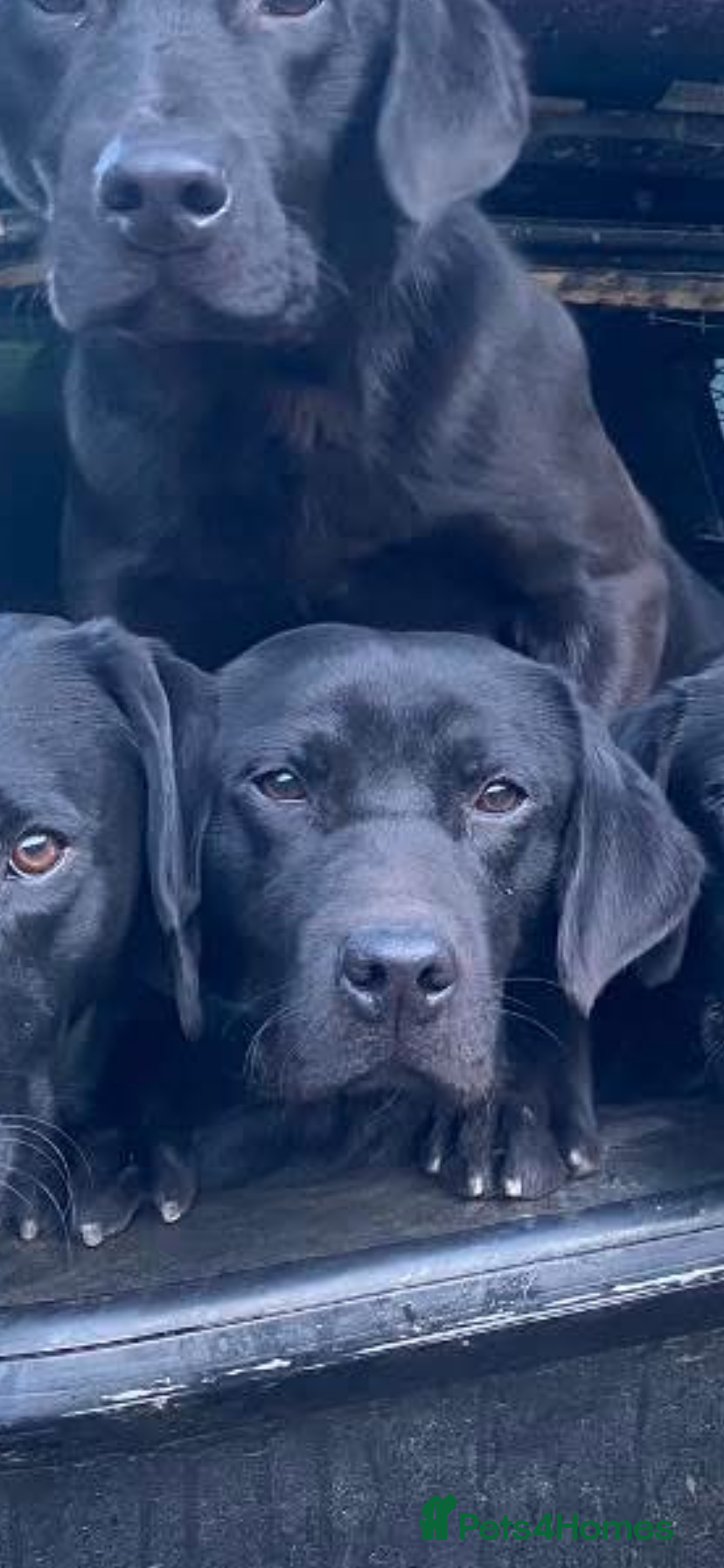 Labrador Retriever dogs Labrador Pups - Advert 2