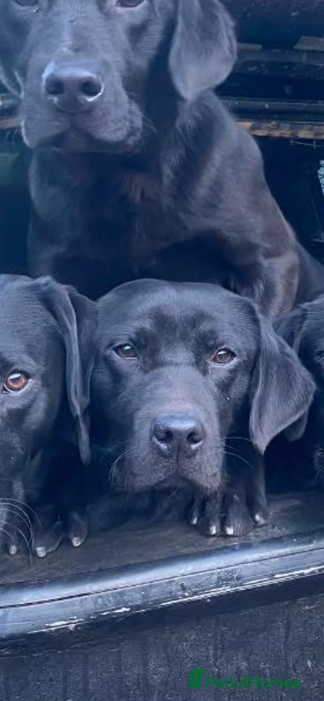 Labrador Retriever dogs for sale: Labrador Pups in Craven Arms - Advert 2