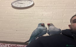 Ringnecks birds for sale: Ringnick proven breeding pairs  - Image 3