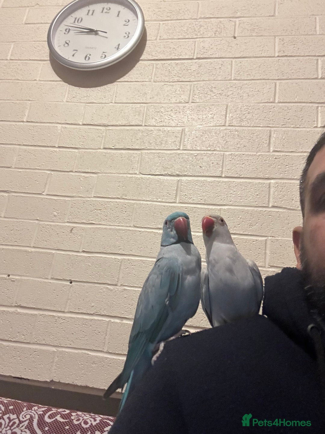 Ringnecks birds for sale: Ringnick proven breeding pairs  - Image 3