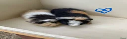 Guinea Pig rodents for sale: Baby Teddy Guinea pigs. Boys & girls  - Advert 4