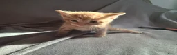Domestic Shorthair cats for sale: Gorgeous ginger tabby and calico kittens - Advert 3