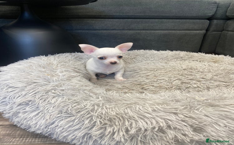 Chihuahua dogs - Advert 6